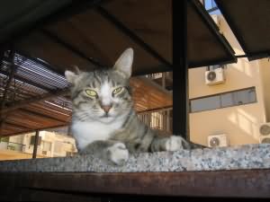 Counter cat