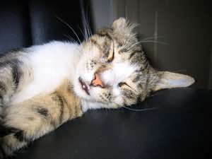 Earless!