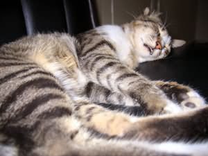 Earl still Sleeping