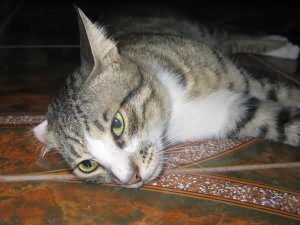 Cool cat