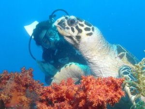 Enas with turtle