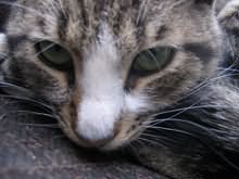 Dive Centre Cat