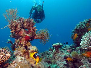 Guy Donner diving