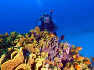 Guy Donner diving