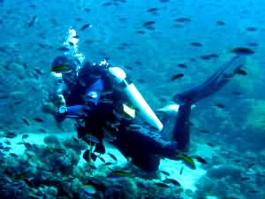 Behind a shoal of fish