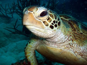 Aqaba Dive Safari