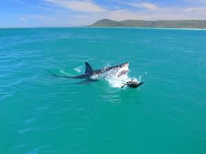 Great white shark