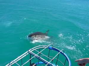 Great white shark