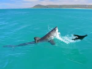 Great white shark