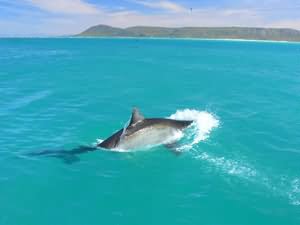 Great white shark