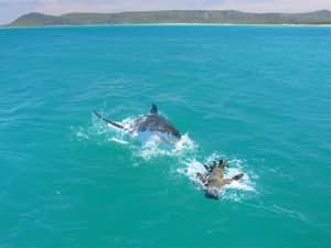 Great white shark