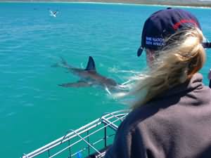 Great white shark