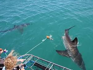 Great white shark