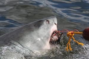 Jaws