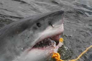 Great white shark