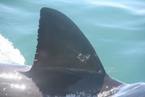 Great white shark