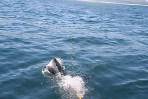 Great white shark