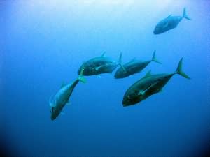 Aqaba Blue Hole