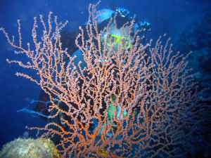 Aqaba Blue Hole