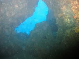 Kiwi Arch