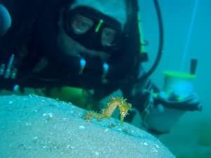 Pelagian course in Aqaba