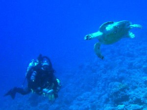 A hawksbill turtle investigates