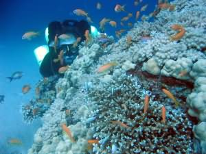 Rebreather diver in Aqaba