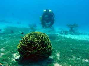 Rebreather diver in Aqaba