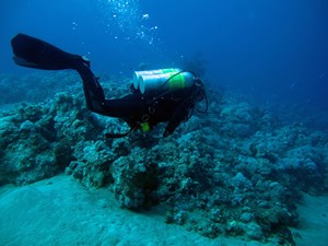 Tec diver over reef