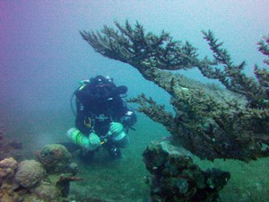 CCR diver