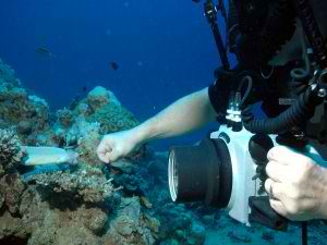 Moray eel encounter