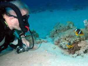 Clown fish encounter