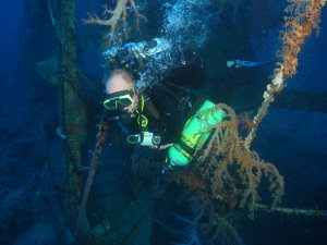 Taiyong - soft coral displays