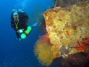 Taiyong - net corals on the bow