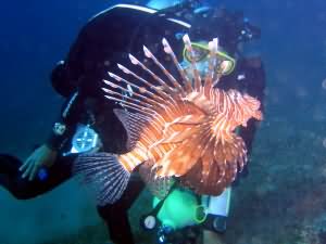 Kiwi Arch lion fish encounter