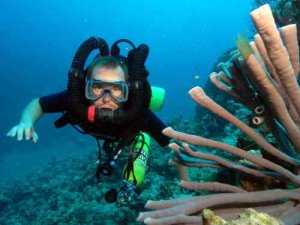 Organ pipe sponge