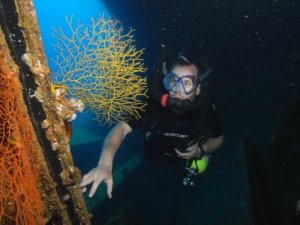 Yellow fan coral