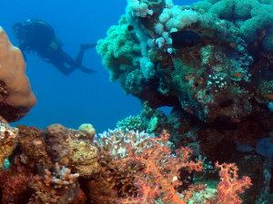 Coral Garden