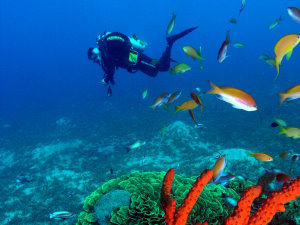 Coral Garden