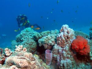 Coral Garden