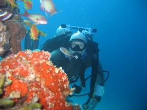Eel garden with frogfish