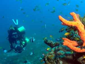Coral Garden