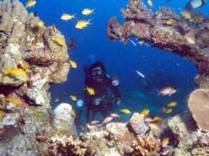Coral Garden