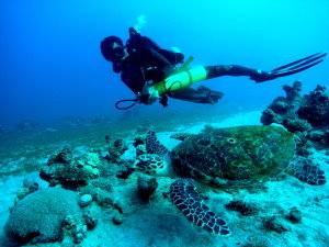 Swimming with turtle