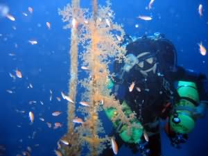 Taiyong wreck