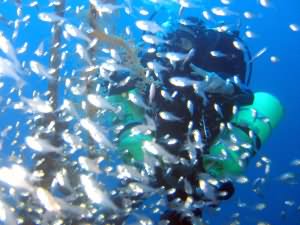 Cedar pride wreck