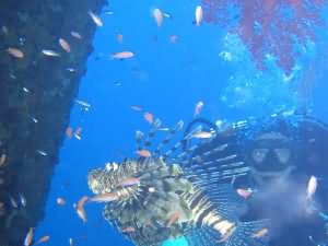 Cedar pride wreck