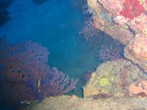 Yellowstone reef