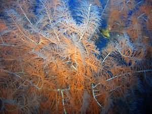Yellowstone reef