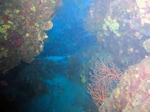 Yellowstone reef